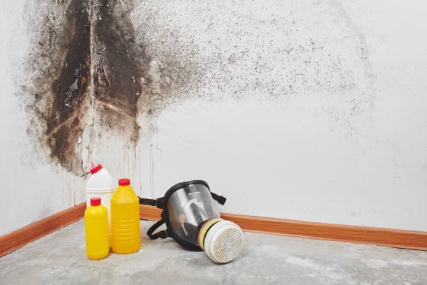 Best Attic Mold Remediation in Van Horn, TX