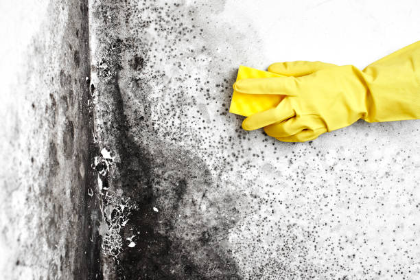 Best Residential Mold Remediation in Van Horn, TX