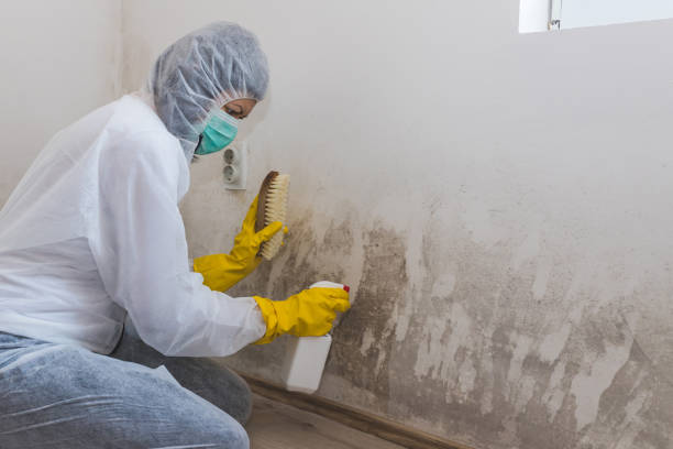Best Mold Testing and Inspection Services in Van Horn, TX