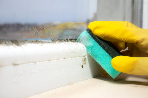 Professional Mold Remediation in Van Horn, TX