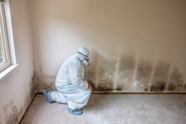 Best Crawl Space Mold Remediation in Van Horn, TX