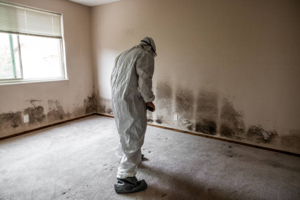 Best Mold Remediation for Specific Building Types in Van Horn, TX
