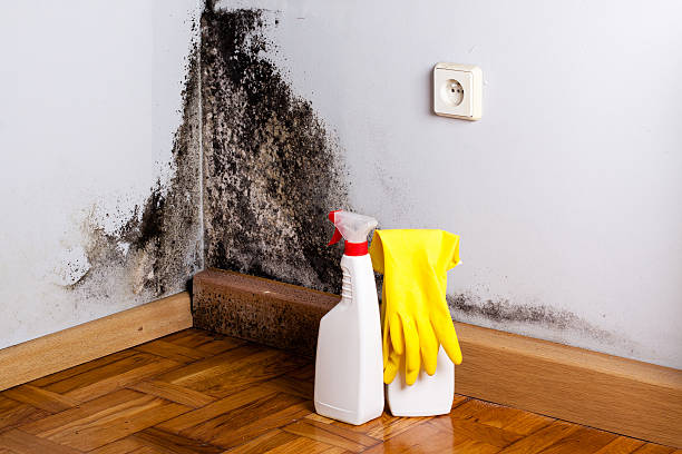 Best Health and Safety Mold Remediation in Van Horn, TX