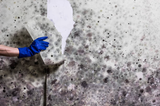 Best Post-Flood Mold Remediation in Van Horn, TX
